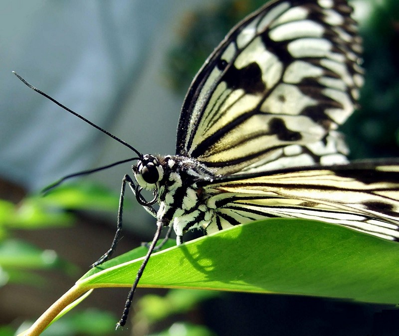 Lepidoptera - Auge in Auge