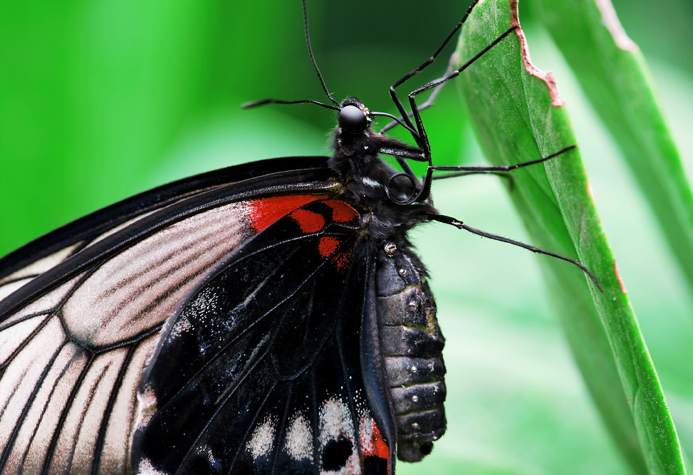 Lepidoptera