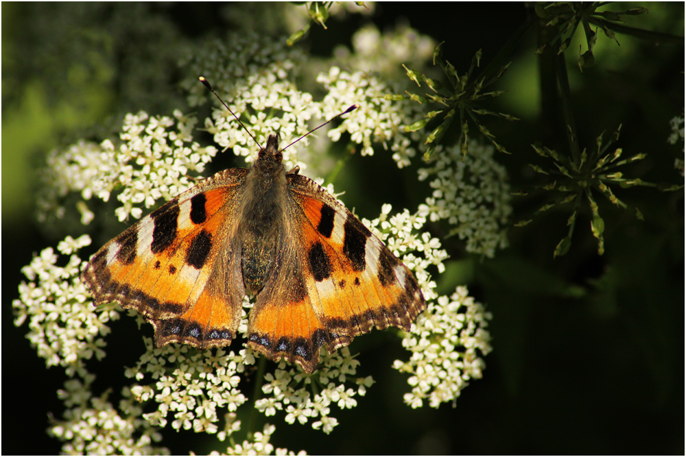 ] lepidoptera [