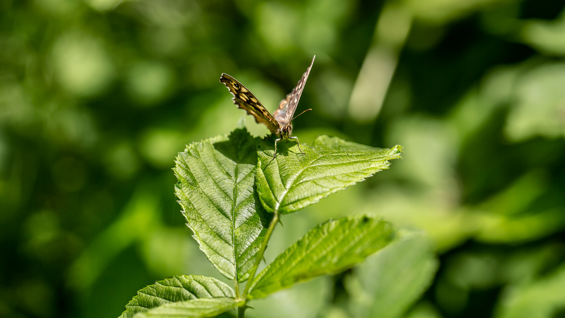 Lepidoptera