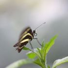 lepidoptera "lateralis"