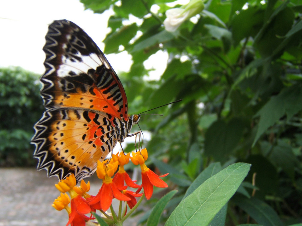 Lepidoptera @ Mainau (Konstanz - Baden-Würtemberg - D)