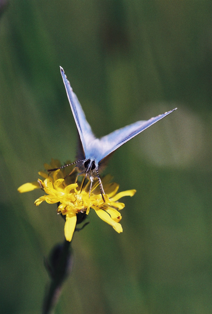 lépidoptère bleu