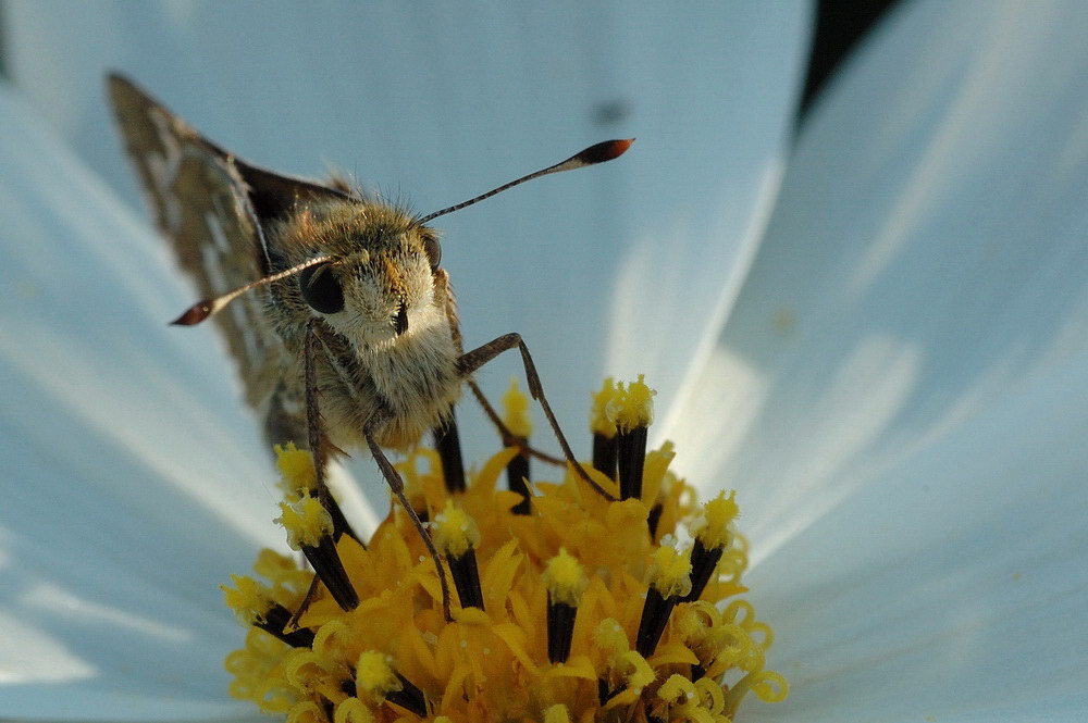 Lepidopteron