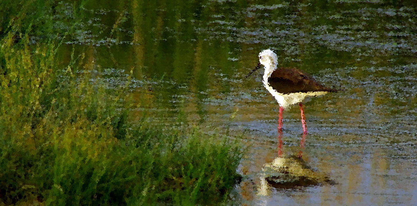 L'épié dans l'eau...