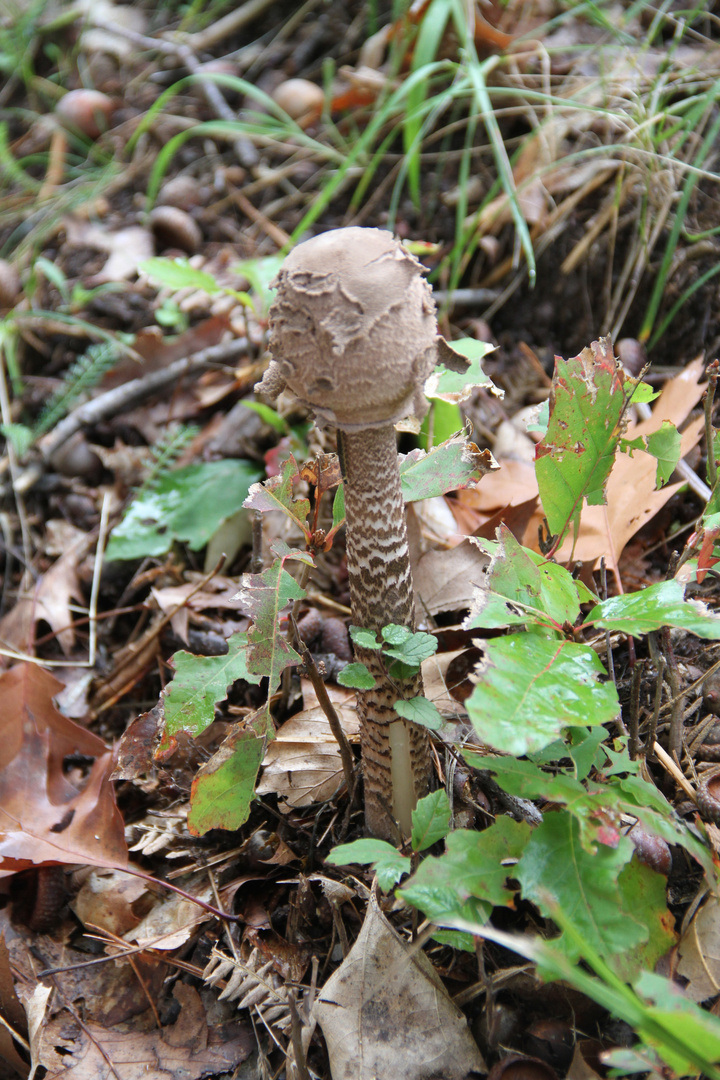 Lepiota helveola - Coulemelles