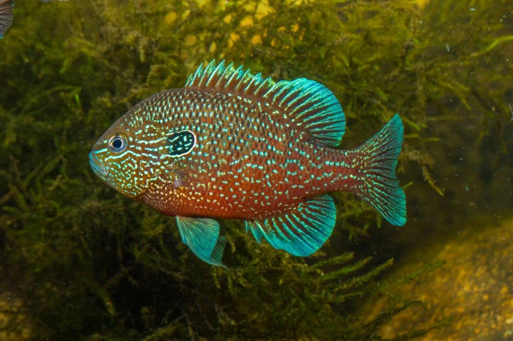 Lepomis marginatus 