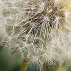 Leprakranker mit grauen Haaren? - Eine Pusteblume!