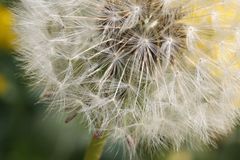 Leprakranker mit grauen Haaren? - Eine Pusteblume!