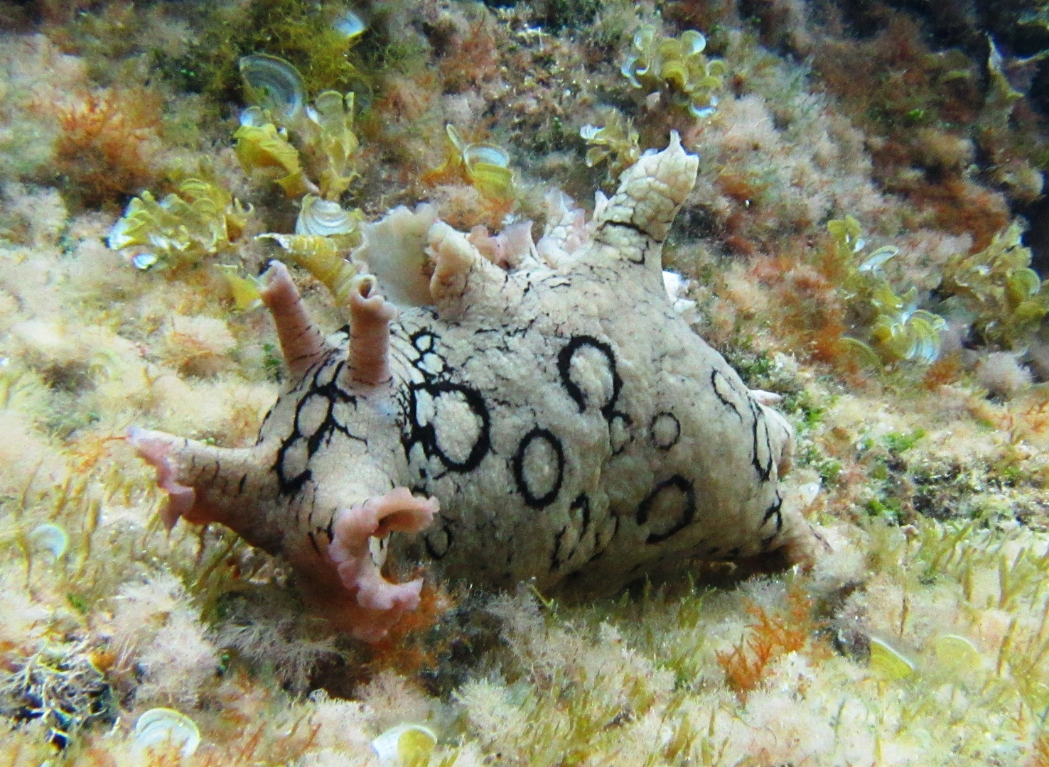 lepre di mare dagli anelli (specie alloctona)