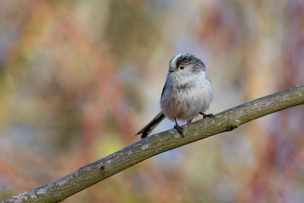 Leprechaun - Schwanzmeise  im Regenbogenwäldchen 