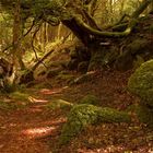 Leprechauns Lodge im Morgenlicht