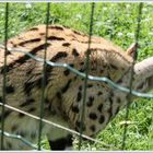 Leptailurus serval - Aachener Tierpark