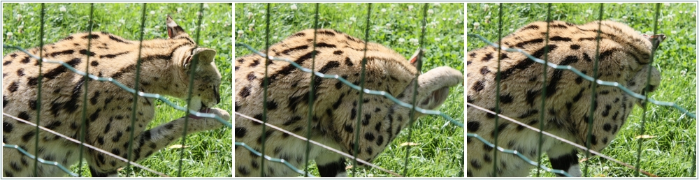 Leptailurus serval - Aachener Tierpark