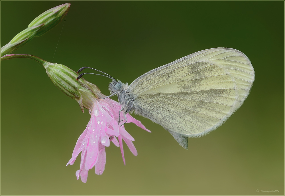 Leptidea sinapis