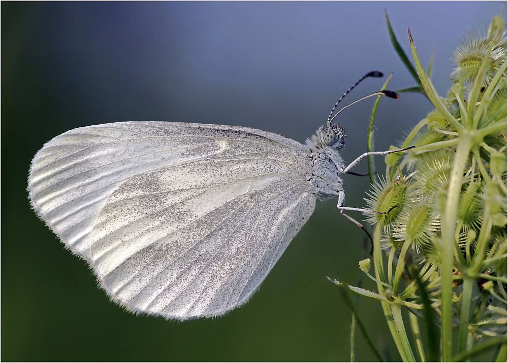 Leptidea sinapis