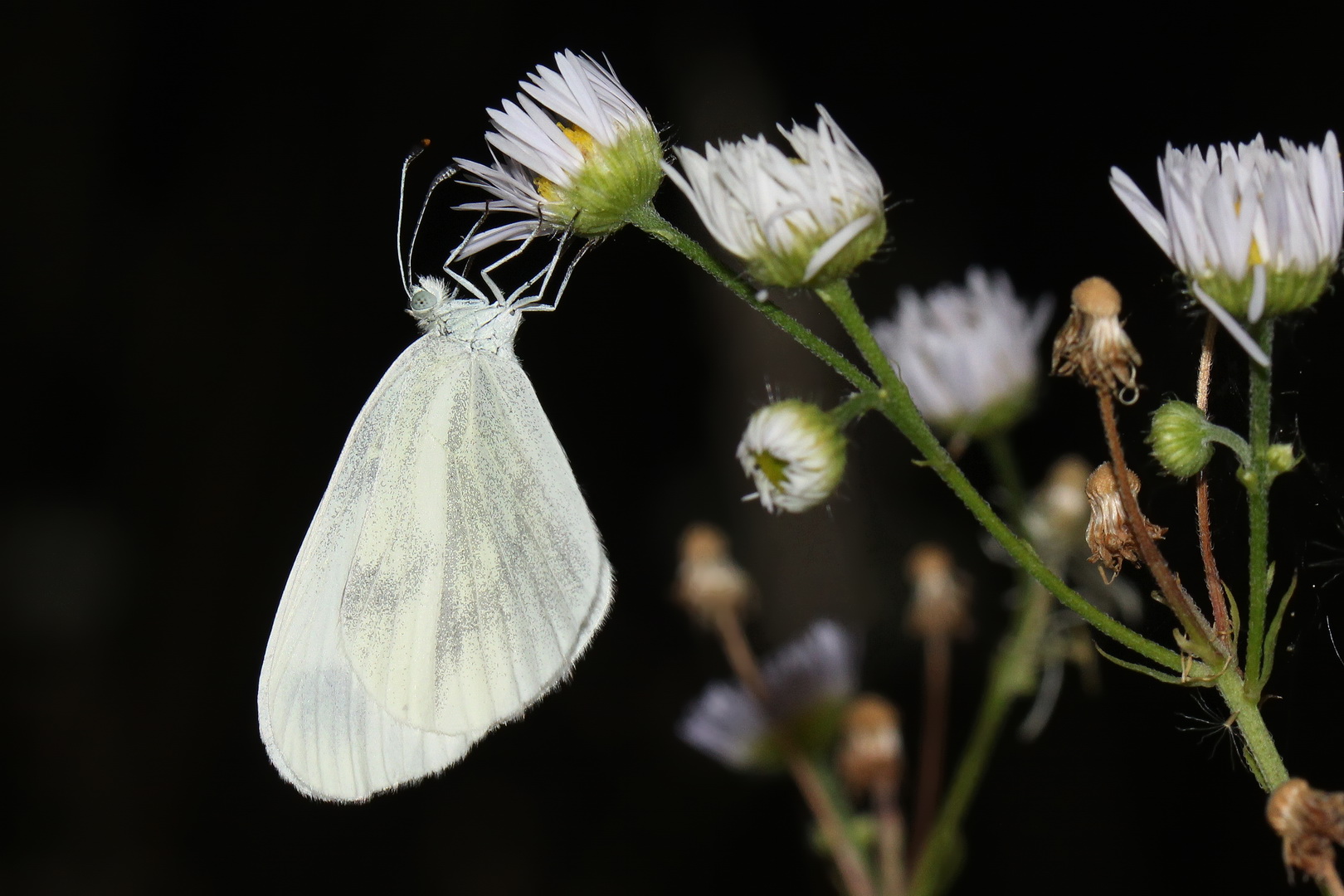 Leptidea sinapis [oder] Leptidea juvernica