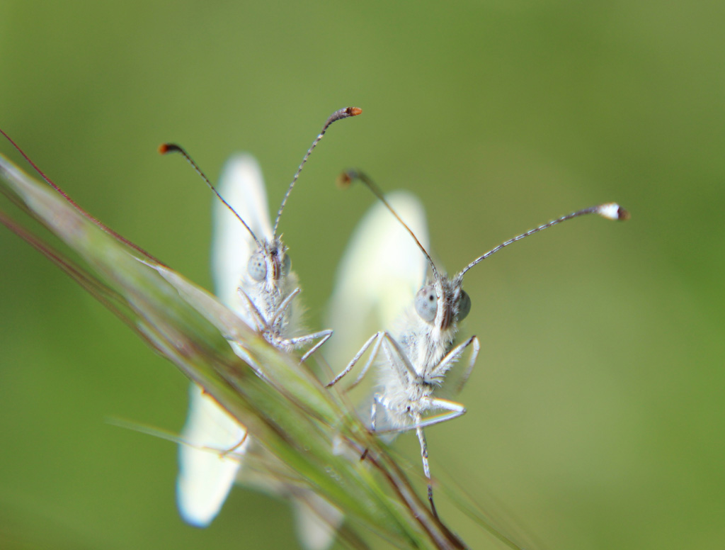  Leptidea sinapis spec.- Senfweißling