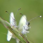  Leptidea sinapis spec.- Senfweißling