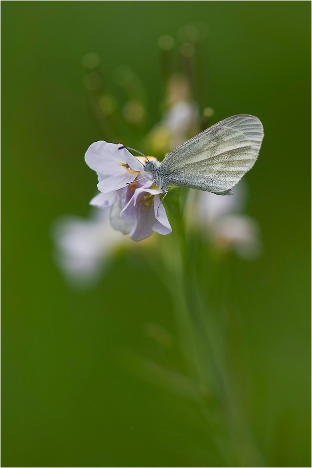 Leptidea sinapis/reali - Tintenfleckweißling