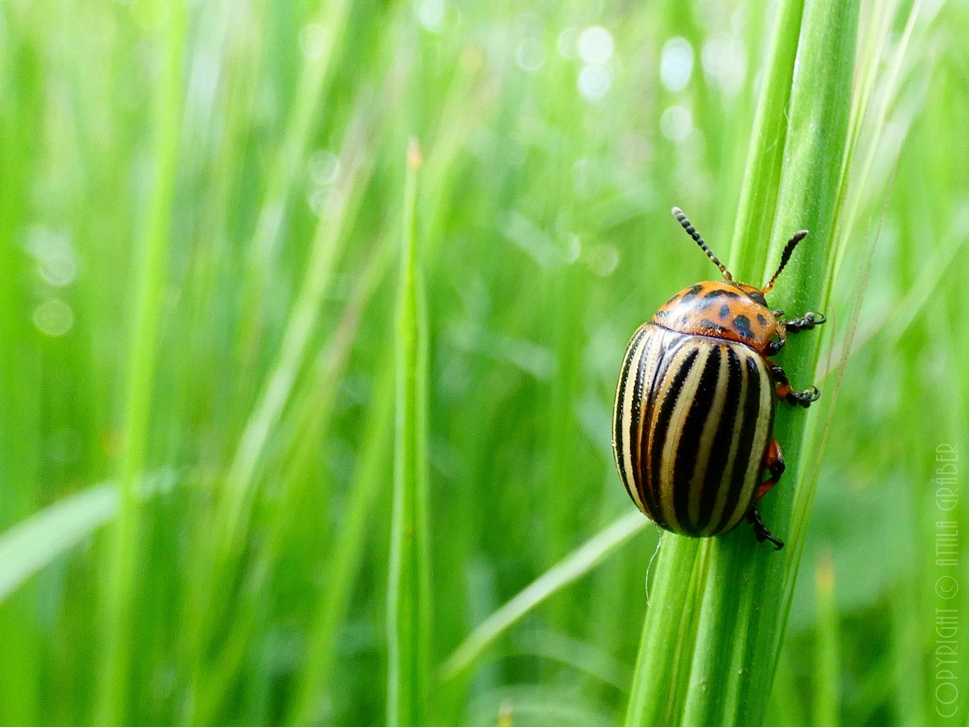 Leptinotarsa decemlineata