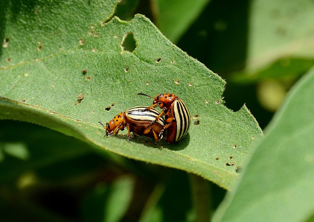 Leptinotarsa decemlineata (dorifera)