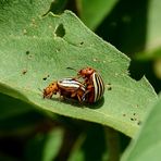 Leptinotarsa decemlineata (dorifera)