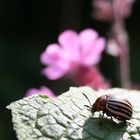 Leptinotarsa decemlineata-Kartoffelkäfer