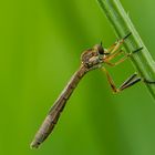 Leptogaster