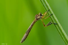 Leptogaster