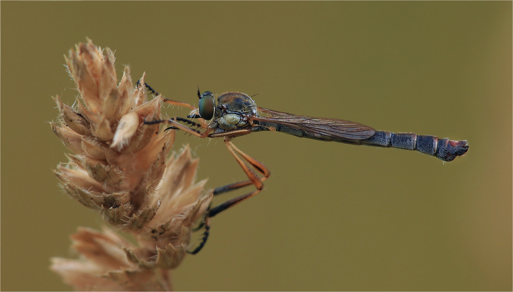 Leptogaster cylindrica