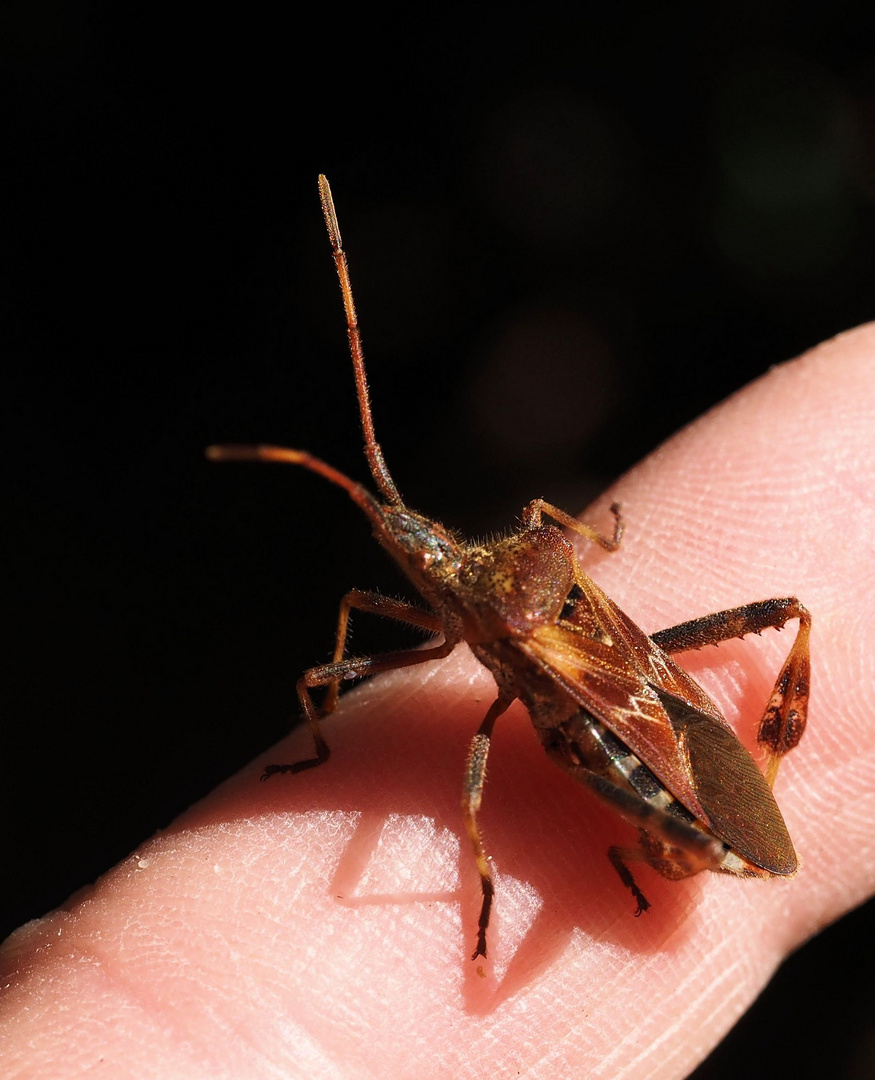 Leptoglossus occidentalis Foto & Bild tiere, wildlife, insekten
