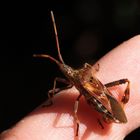 Leptoglossus occidentalis