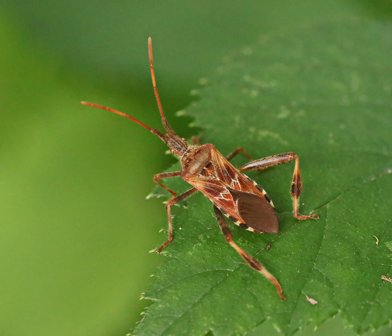 Leptoglossus occidentalis