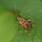 Leptoglossus occidentalis