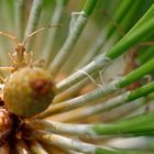 Leptoglossus occidentalis (Randwanze)