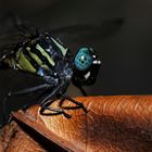 Leptogomphus sp., m