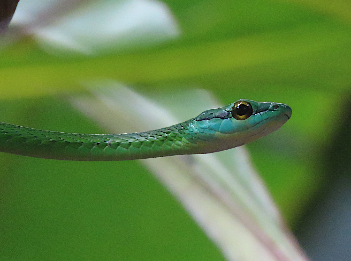 Leptophis depressirostris 