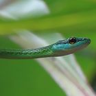 Leptophis depressirostris 