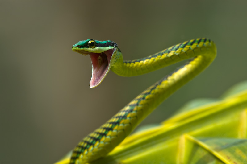 Leptophis mexicanus