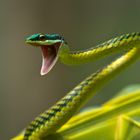 Leptophis mexicanus