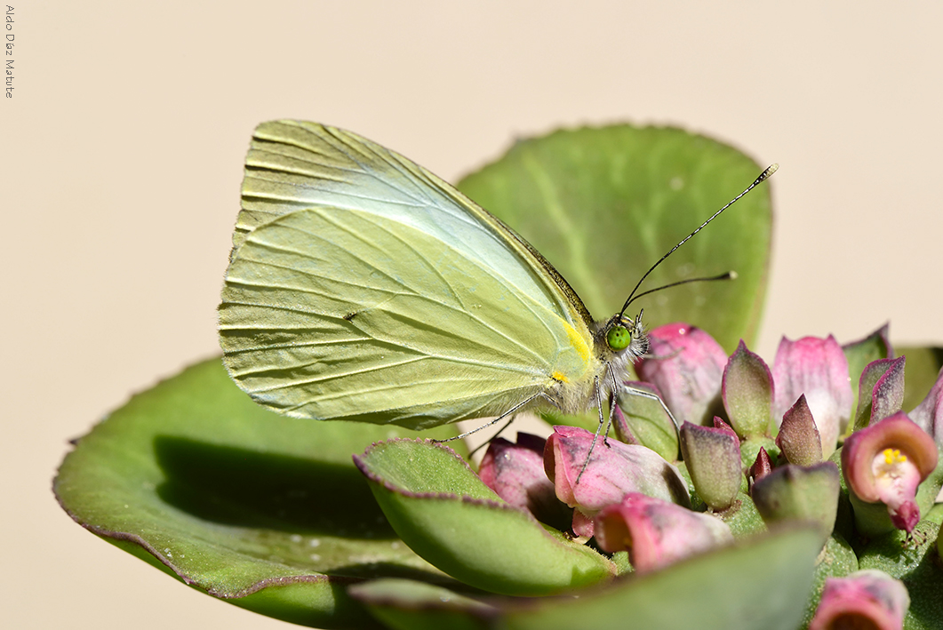 Leptophobia aripa 