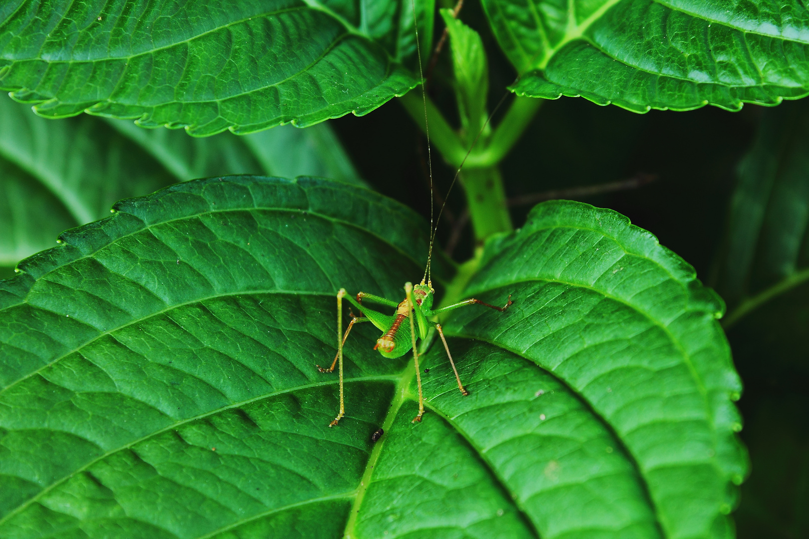 Leptophyes punctatissima