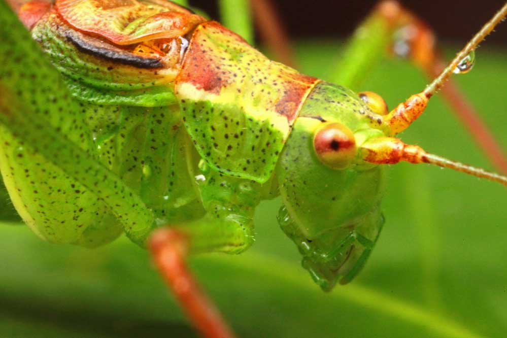 Leptophyes punctatissima