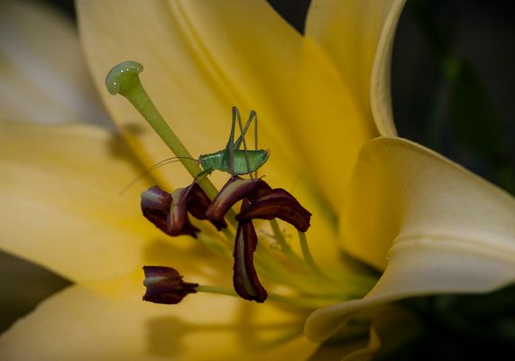 Leptophyes punctatissima