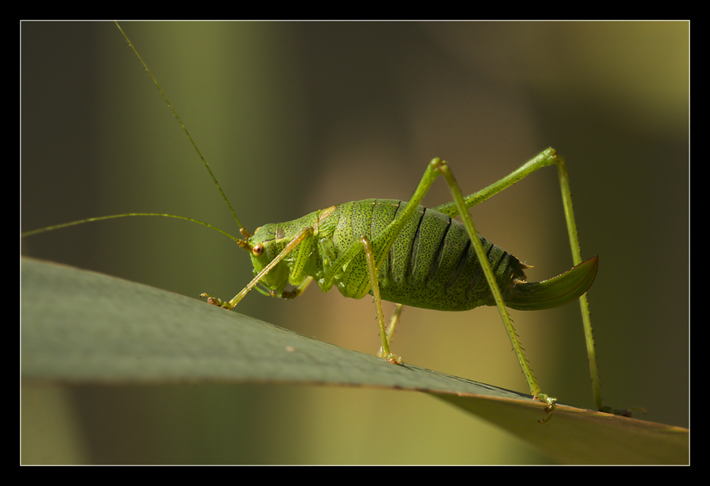 ~ Leptophyes punctatissima ~