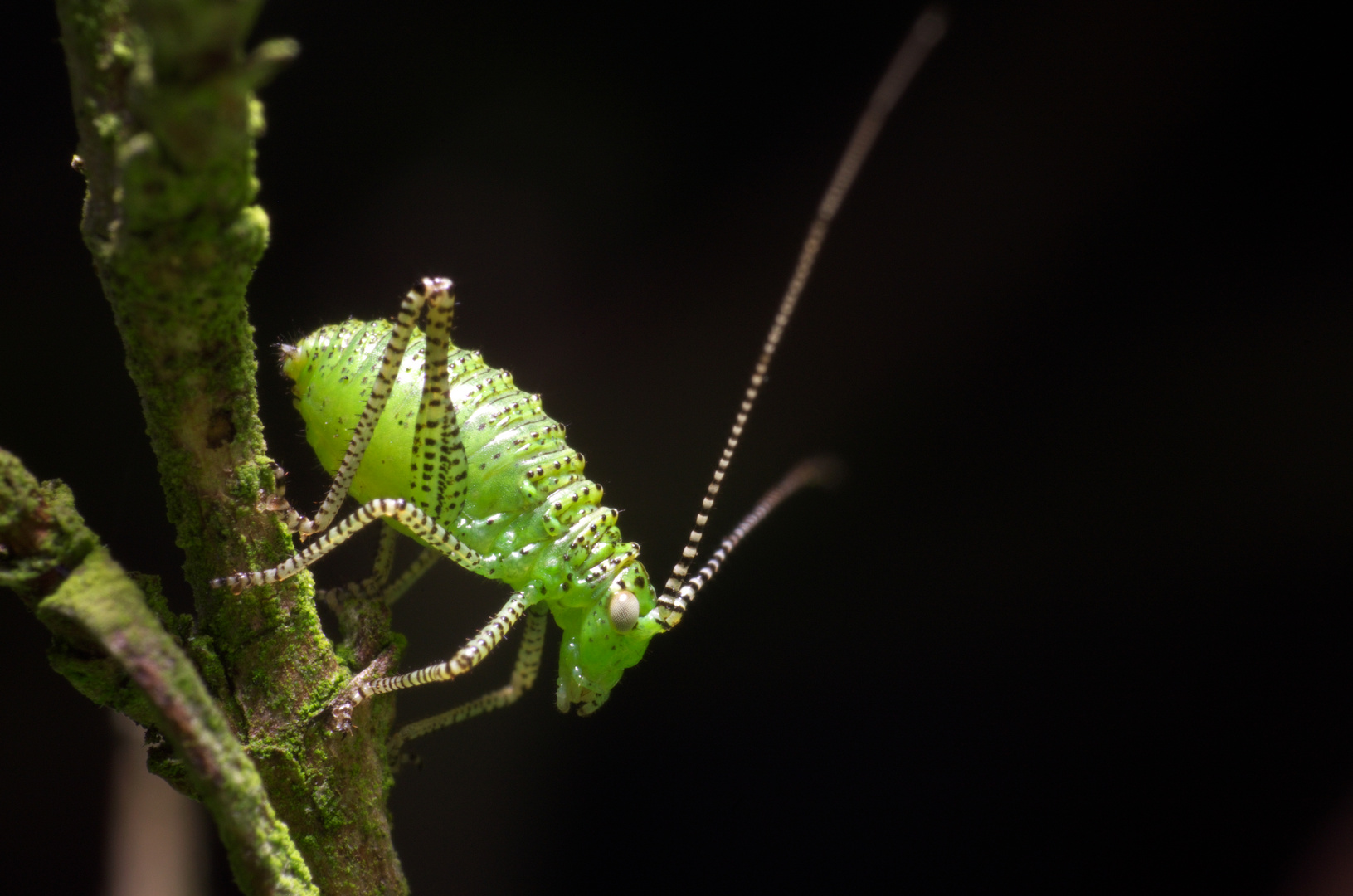 Leptophyes punctatissima - Jungtier (II)