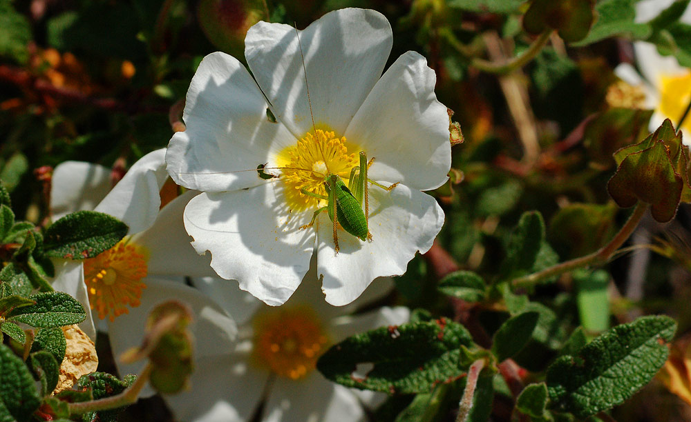 Leptophyes punctatissima (möglicherweise)