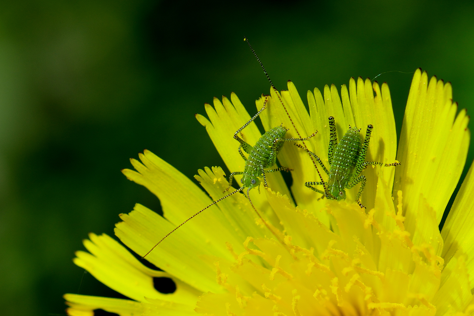 Leptophyes punctatissima, Punktierte Zartschrecke