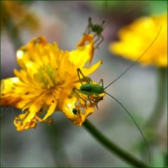 Leptophyes punctatissima - Punktierte Zartschrecke